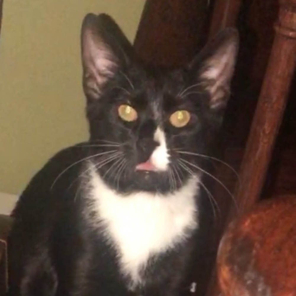 Meet your Posher, Diego
